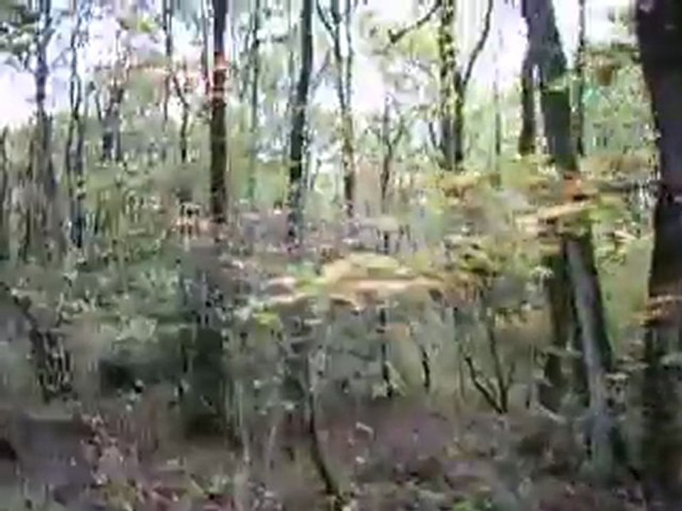 Forêt Mervent - 30/10/11