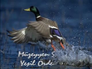 Müzeyyen SENAR - Yeşil Ördek Gibi