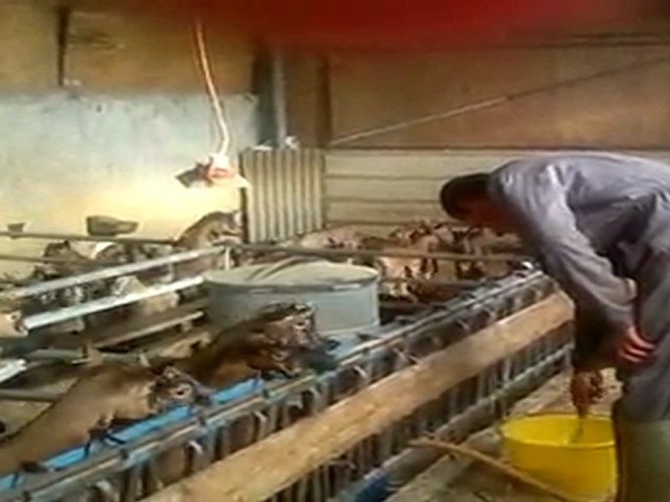 LA LOUVE ..La ChèVrie.. MICHEL HURTEAU  -  85590 TREIZE-VENTS.. Film réalisé par (c) Thierry Dailleux en printemps 2011.