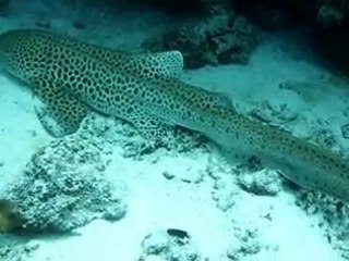 poisson NC -4