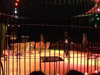 La tradition du cirque italien à Nîmes