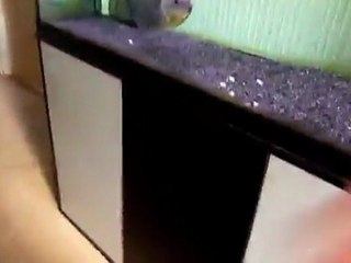 Animals of the Venezuelan Llanos