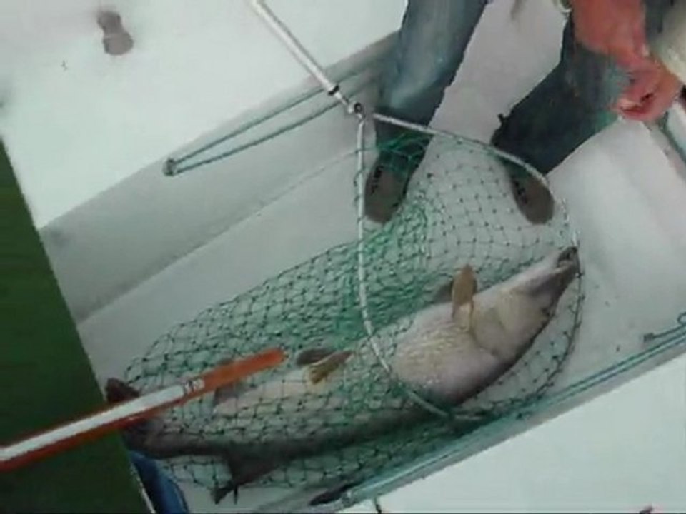 Brochet d'1m30 octobre 2011