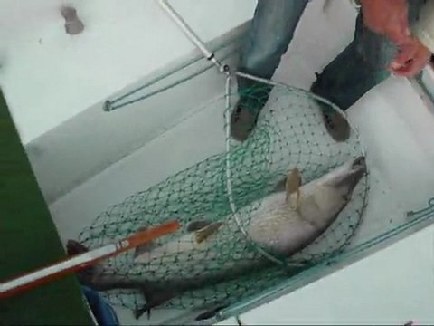 Brochet d'1m30 octobre 2011