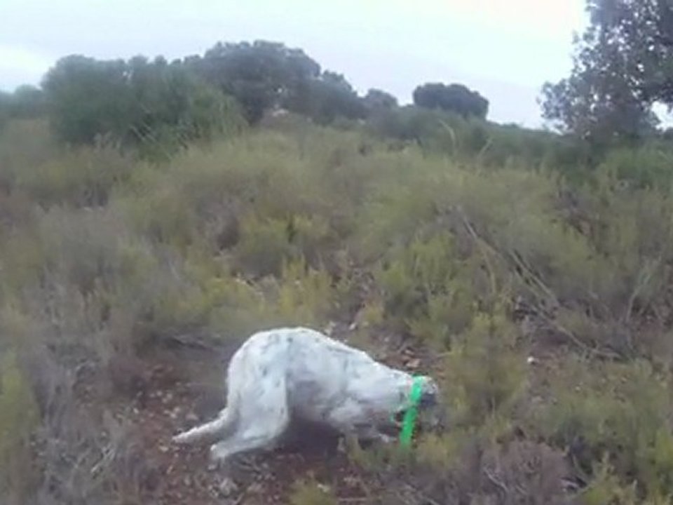 Setter de la foret du melu CH.ETA  perdreaux sauvages