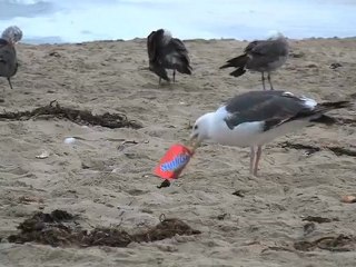 Students Saving the Ocean