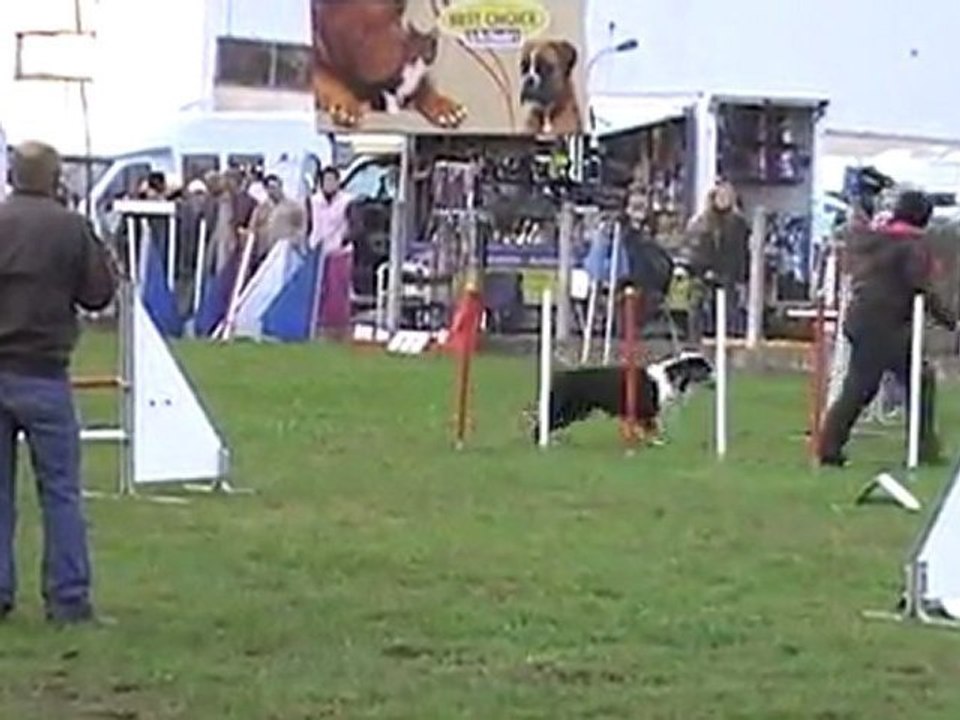 Jumping CanisCP 30102010