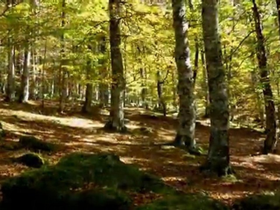 Entraînements chiens de traîneau de l'automne 2011