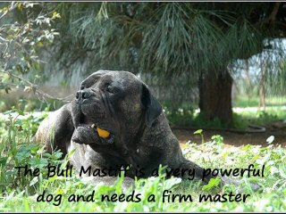 Bullmastiff Dog Breed Explained