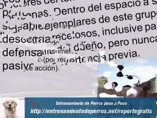 Entrenamiento de Perros Guardian