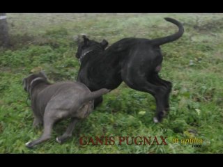 MASTINO NAPOLETANO "FUNZIONALE"