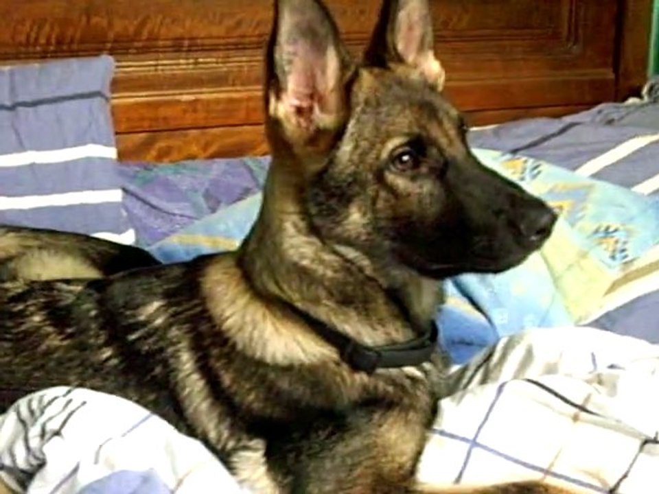 Glück du Domaine de Kilorff le 1er novembre 2011