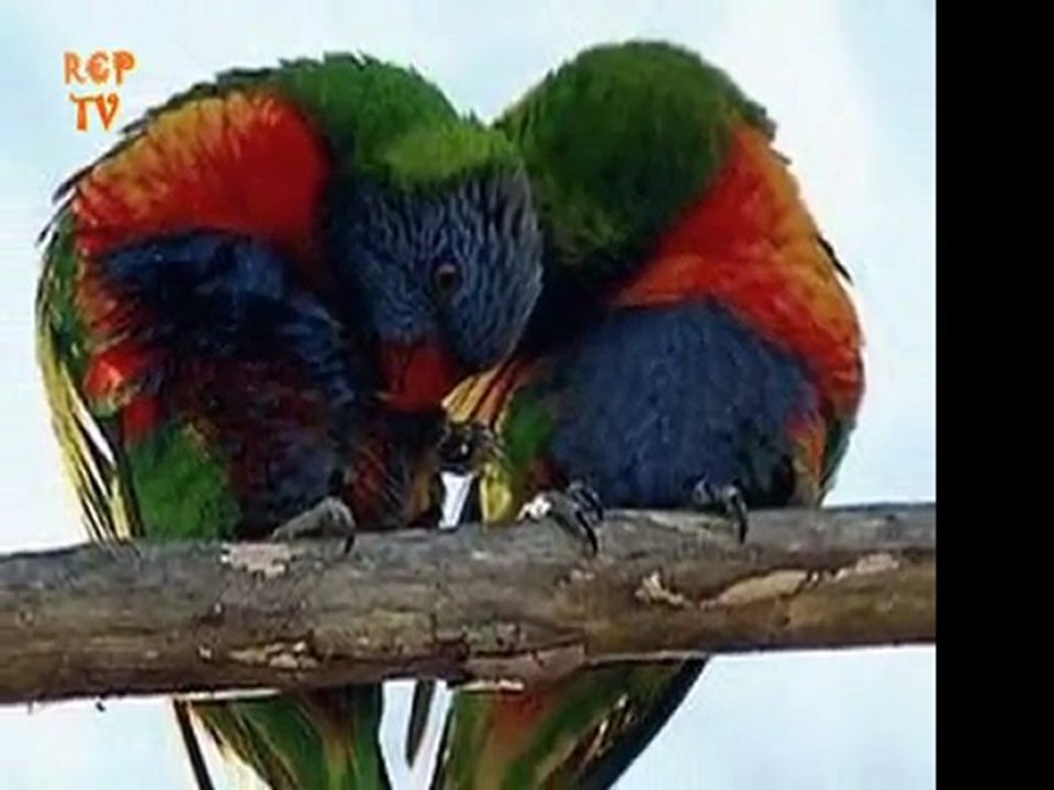 John Denver - Annies Song (alt yazılı)