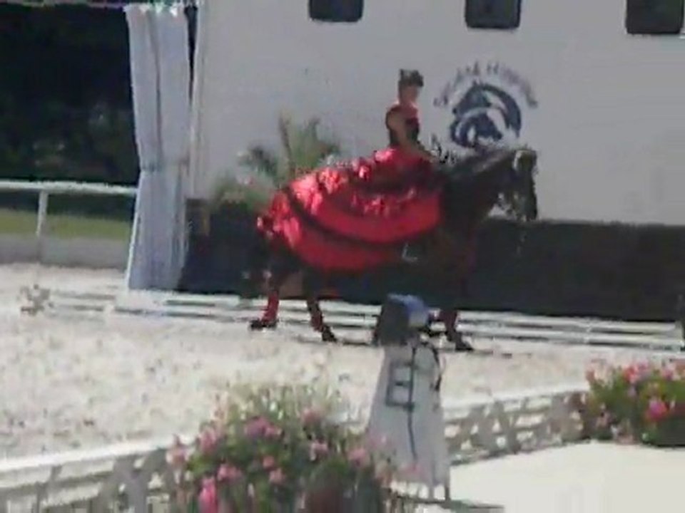 ~ Cheval Baroque ~