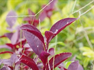 Atong Ang, Charlie Atong Ang images of plants and nature