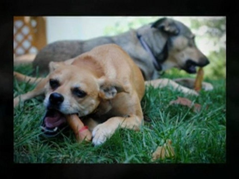 Dog Boots & Pet Diapers - Senior Pet Products