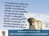 Adiestramiento de Perros Labrador : Adiestramiento Canino