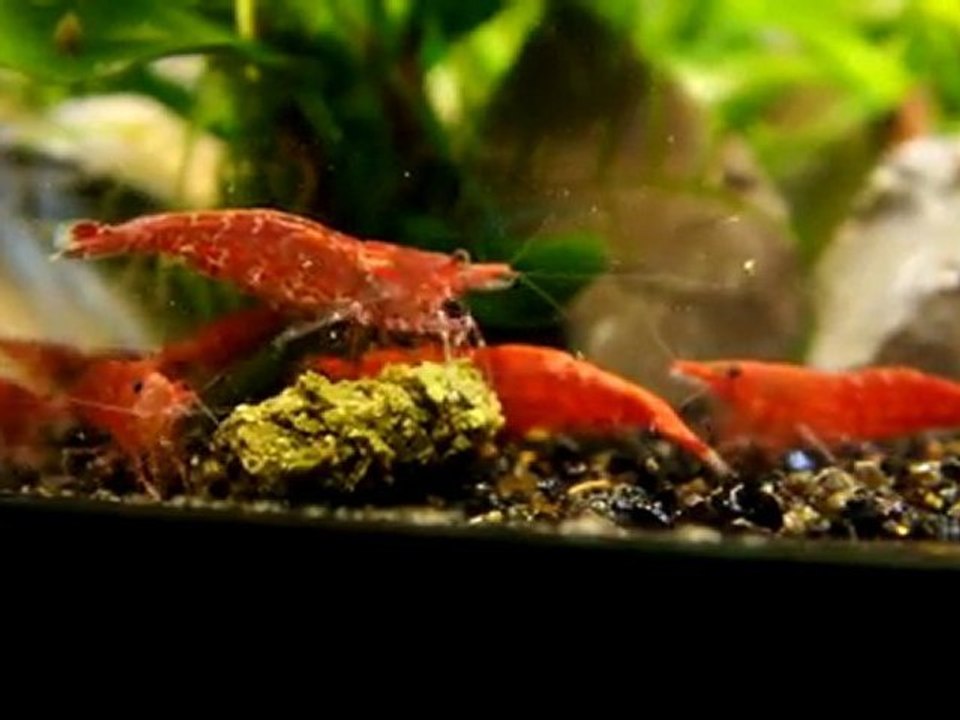 Red Cherry : à table !