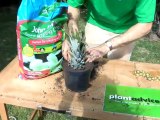 How To Grow Pineapples