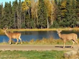 Zoo st felicien au Quebec