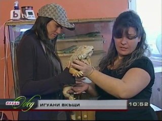 Какво е да имаш над 10 игуани за домашни любимци?