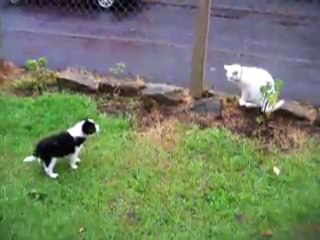 Casey Mahoney Brad P Bordercollie and a Cat