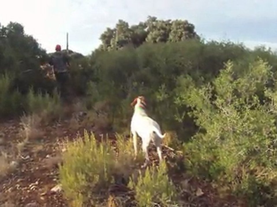 Pointer de la foret du melu CH.bye  perdreaux sauvages