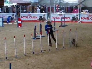 20111030 sheltie turnier  belgique equipe sheltie@work sud-ouest