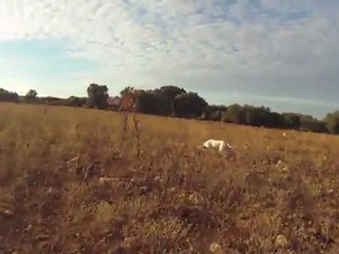 Pointer de la foret du melu CH.bye perdreaux sauvages