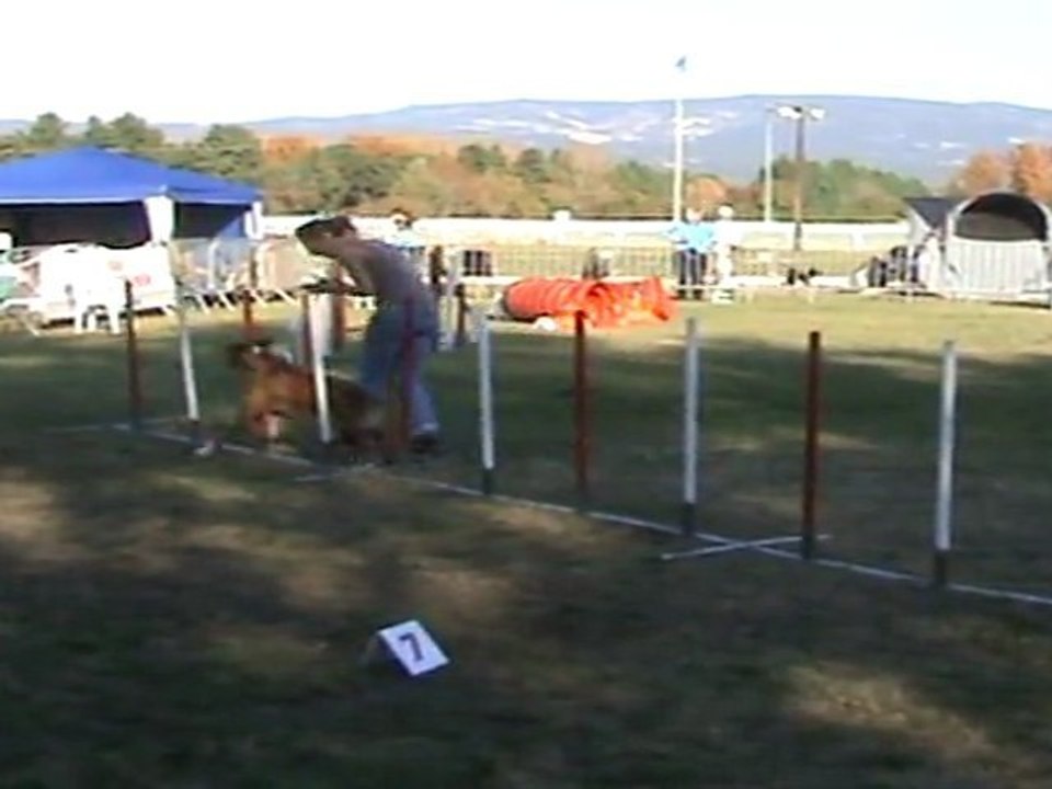 Concours Agility Isle sur la sorgues 2011
