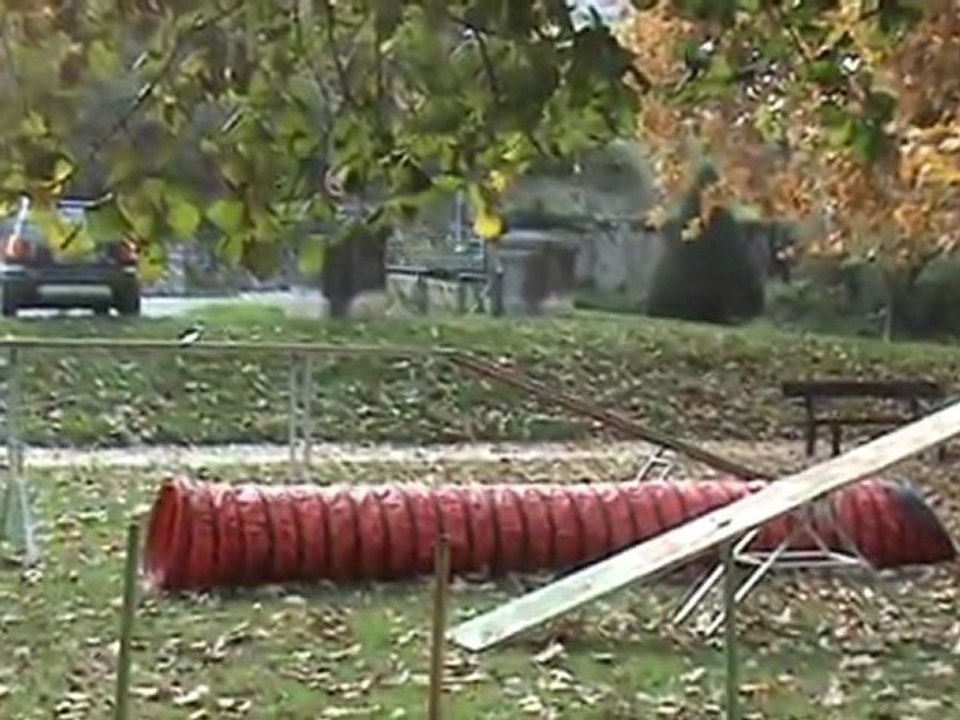 Csali, entrainement d'agility du 31 octobre 2011