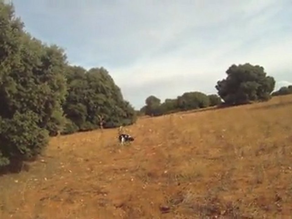 springer de la foret du melu fuel de la foret du melu  sur perdreaux sauvages