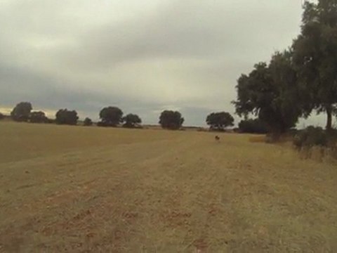 Springer de la foret du melu focu de la foret du melu perdreaux sauvages