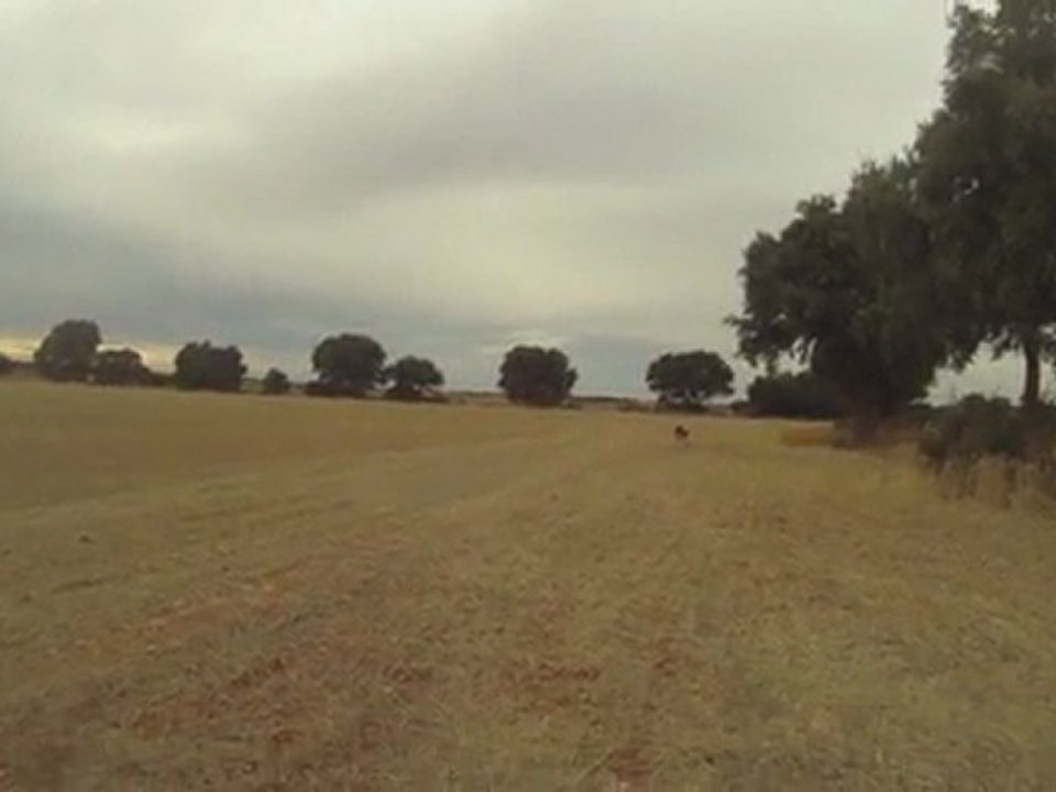 Springer de la foret du melu focu de la foret du melu perdreaux sauvages