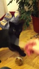 Dixy et Fago qui jouent avec la plume