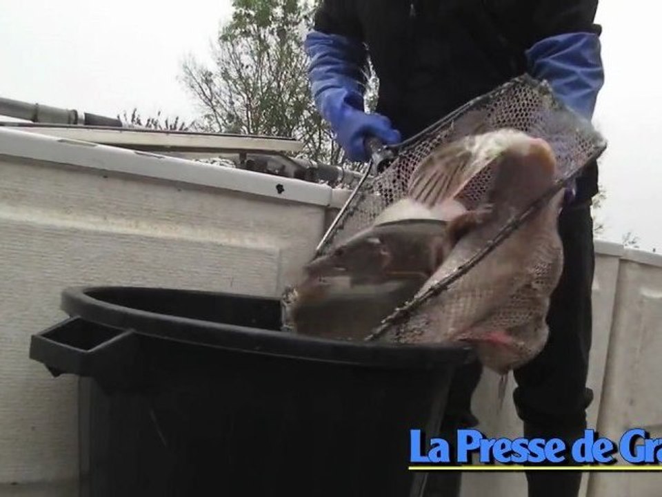 Nouvel alevinage massif dans la Saône