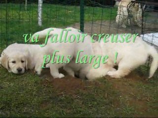 Les chiots de d'Jack & Elya (7 semaines)