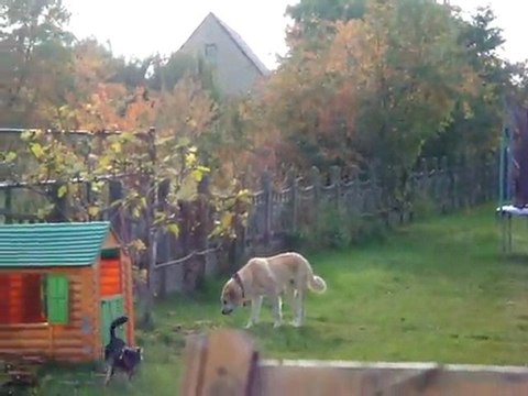 Milord, une crème de chien à adopter !