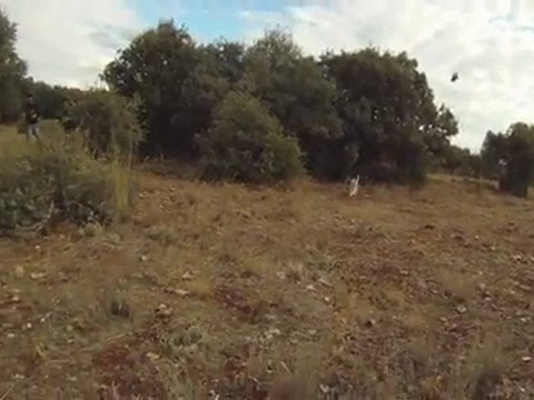 Springer de la foret du melu fuel de la foret du melu sur perdreaux sauvages