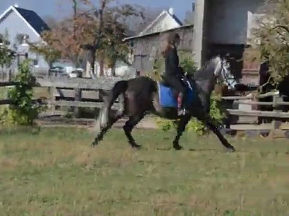 Jocasso monté galop cata