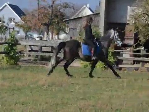 Jocasso monté galop cata
