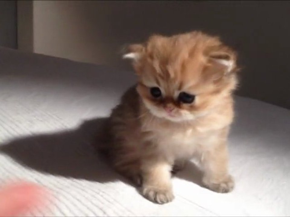 Gollum de Silver Gate - Chaton Persan Golden Shell à 3 semaines