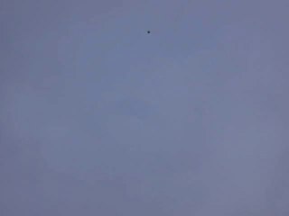 Des colonies de perruches ont envahi le territoire des Hauts-de-Seine