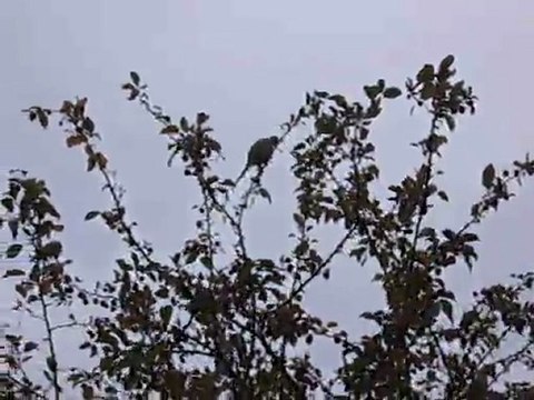 Les perruches de la Vallée aux loups (1)