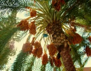 MUSICA DE RELAJACION - SONIDO DE UNA CASCADA