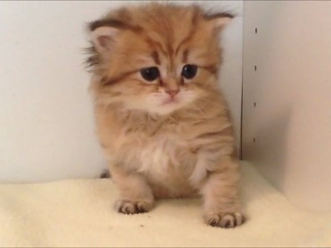 Grisette de Silver Gate - Chaton Persan Golden Shaded à 1 mois