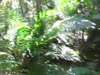 Walk in the Rain Forest