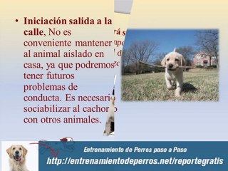 Técnicas de Adiestramiento Canino y Entrenamiento de Cachor
