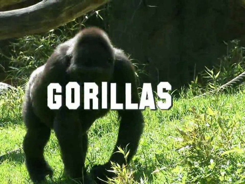 Gorillas