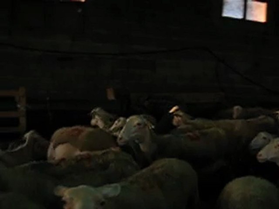 Chèvres du Rove Passion de lucien MAUROUX